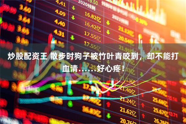 炒股配资王 散步时狗子被竹叶青咬到，却不能打血清……好心疼！
